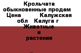 Крольчата обыкновенные продам › Цена ­ 250 - Калужская обл., Калуга г. Животные и растения » Другие животные   . Калужская обл.,Калуга г.